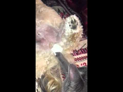 Kinky cat Kinky cat