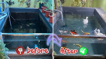 How An Algae-Infested Koi Fish Pond Is deep Cleaned #deepcleaning #inside ￼#koi #koipond