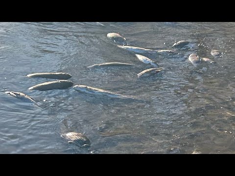 Massive fertilizer spill kills all fish through two states part 3 closer to the source!!