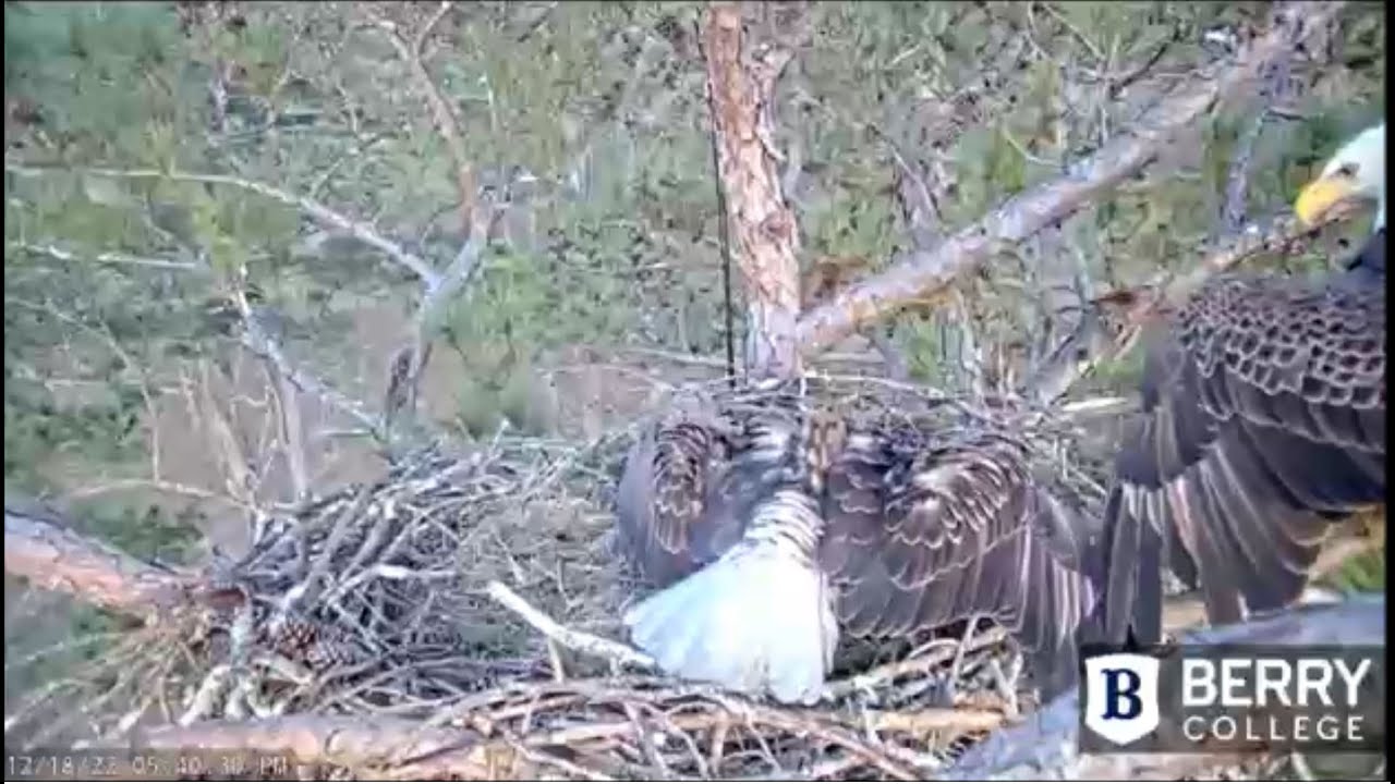Berry College Eagles:  Dad Defends Eggs Against Intruder