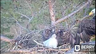 Berry College Eagles:  Dad Defends Eggs Against Intruder Berry College Eagle Cam 2 Live Stream