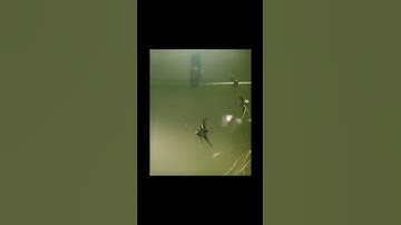 Automated fish feeder using | IoT