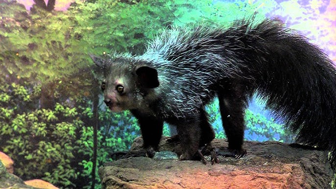 Zoo View Aye-aye - Cincinnati Zoo - YouTube