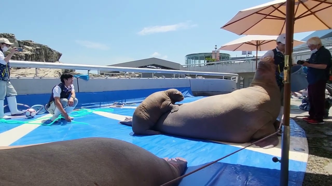 [Морж] Это не твоя мать, @Umitamago