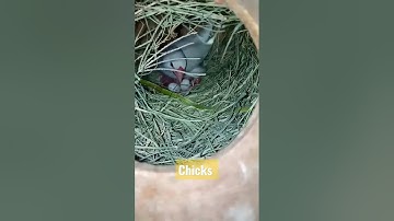 java sparrow chicks|| java  breeding..1st Clutch..@goharawanavariy786 #viral #javasparrow