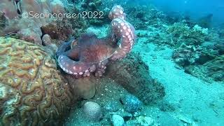 Day Octopus Fights for a Den © Laurynn Evans / Seainggreen