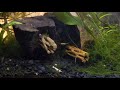 Beginning of video