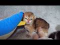Cute kitten sleeping with its face hidden behind a stuffed animal…