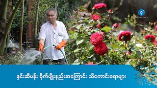 နှင်းဆီပန်း စိုက်ပျိုးနည်းအဆင့်ဆင့်နှင့် နှင်းဆီပန်းအကြောင်း သိကောင်းစရာများ