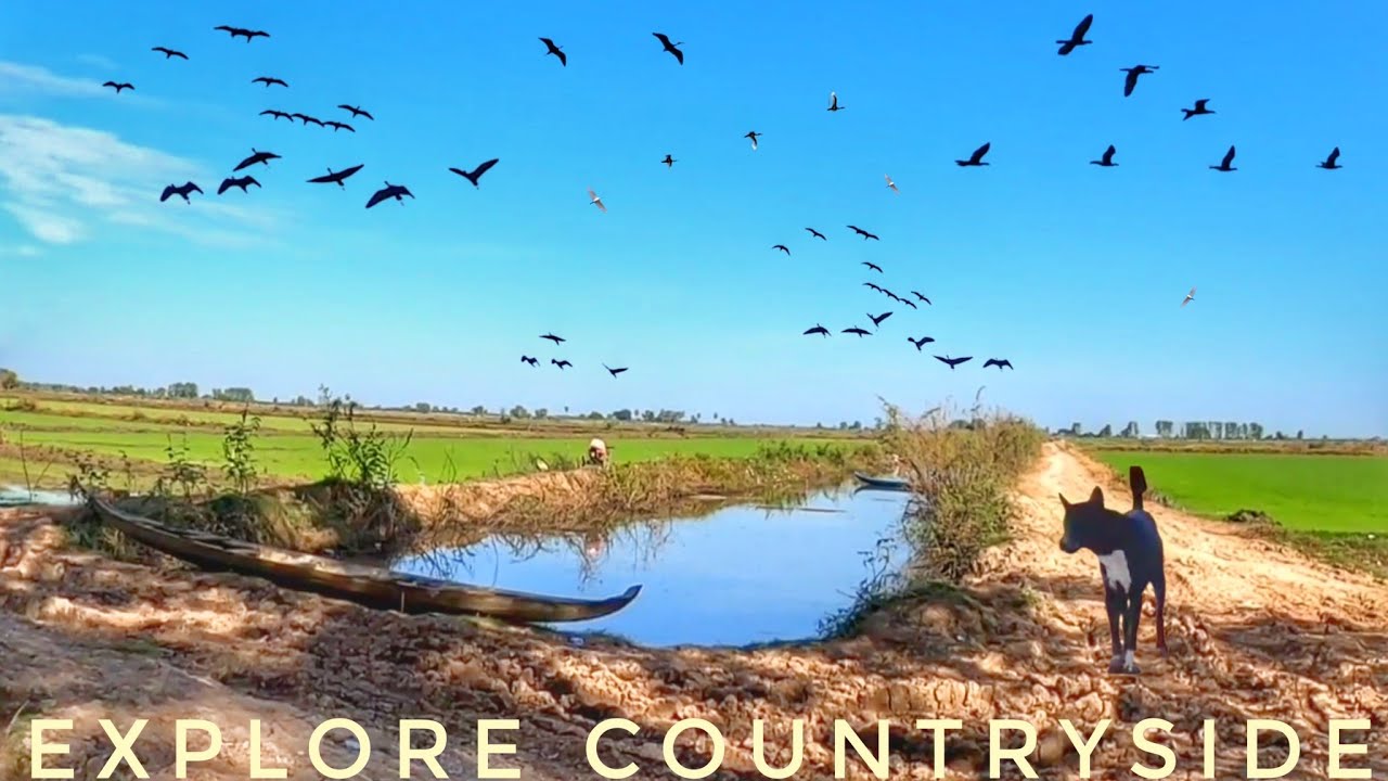 Hundreds of Birds Fill the Sky Over These Rice Paddies 