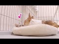 例の仲良しすぎる子犬と子猫、ついにキスを覚える