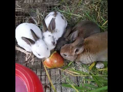 lovely bunny rabbits available on sales +1 725 400 4731