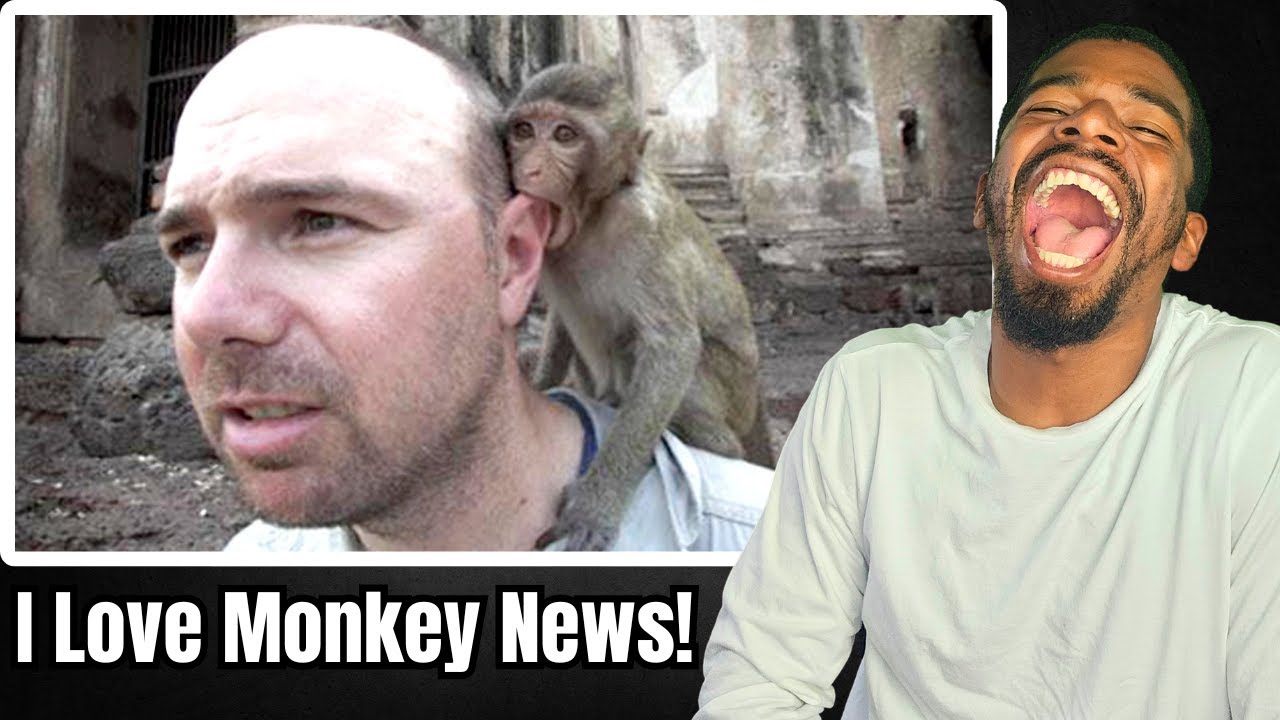 The Funniest Monkey News Ever - Karl Pilkington | MUST-WATCH Reaction