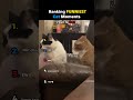 Ranking FUNNIEST Cat Moments🤣 #shorts #viral