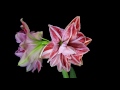 Lg flower demo full 1080p