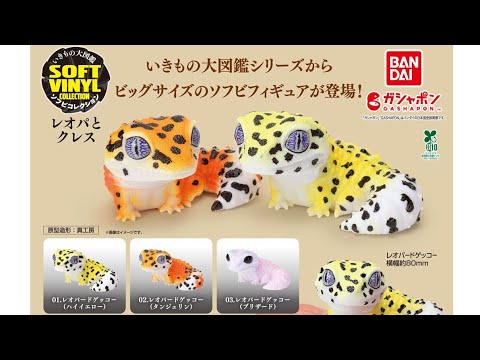 Leopard Gecko and Cress