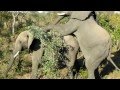Gay Elephants Doin' It - Rare Footage