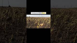 Соняшник 2025 південь України🌻🫣⚠️