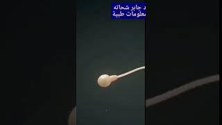 الحيوان المنوى كم يعيش داخل الرحم Sperm count increase