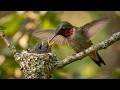 How Does This Tiny Bird Survive? | 120 Days of a Ruby-throated Hummingbird