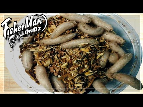 МЯСИСТЫЙ ОПАРЫШ ВЫРАЩИВАНИЕ В МАСШТАБАХ