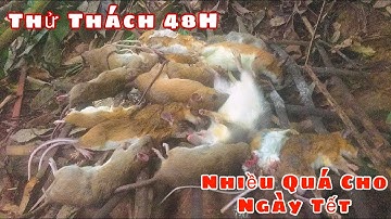 Thử Thách 48H Sinh Tồn Trong Rừng | Săn Bẫy Chuột Rừng Để Ngày Tết Của Tùng Lim TV