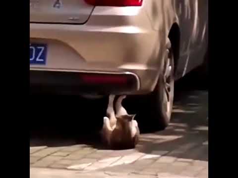 رياكشن قطوه تسوي رياضه