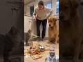 cat blamed the dog haha so muchfunny sharts videoo#Funnyvideos #cat #dog