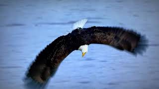 Bald Headed Eagle catches salmon