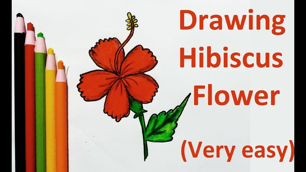 How to drawing a hibiscus flower easily (step by step) - YouTube