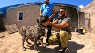 Tari̇hi̇ Eser Sari Anadolu Çoban Köpeği̇.muhteşem Çapar Anadolu Çoban Köpekleri̇.