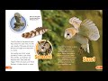 Learn Facts about Owls with &quot;Hunters of the Night&quot; K12 1st Grade Kids Read Aloud