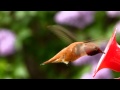 Rufous hummingbirds