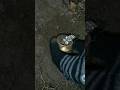 gold found video #gold #youtubshorts #viral #found