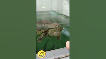 Chọc bé Florida Snapping Turtle