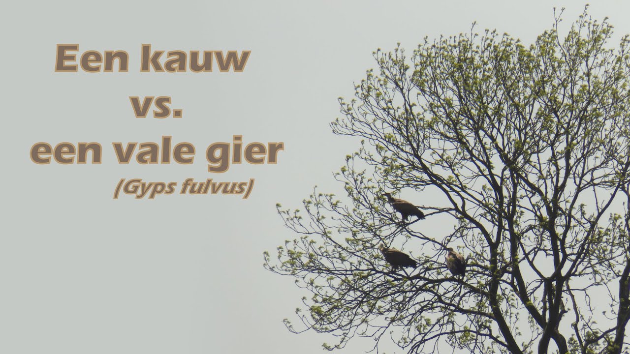 ants movie Kauw (Corvus monedula) vs. vale gier (Gyps fulvus) - Western jackdaw vs. griffon vulture