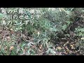 長野県戸隠の鏡池近くの小川のせせらぎと環境音