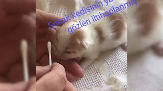 Yavru Kedilerin Goz Iltihabi Temizleme Ve Tedavisi Youtube