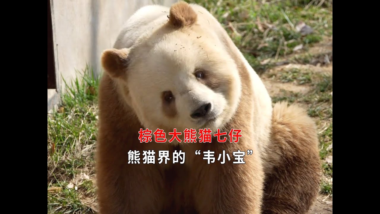 七仔的情史丰富,简直堪称熊猫界的“韦小宝”,秘诀竟是不挑食!#panda #cute #大熊猫 #七仔 - YouTube