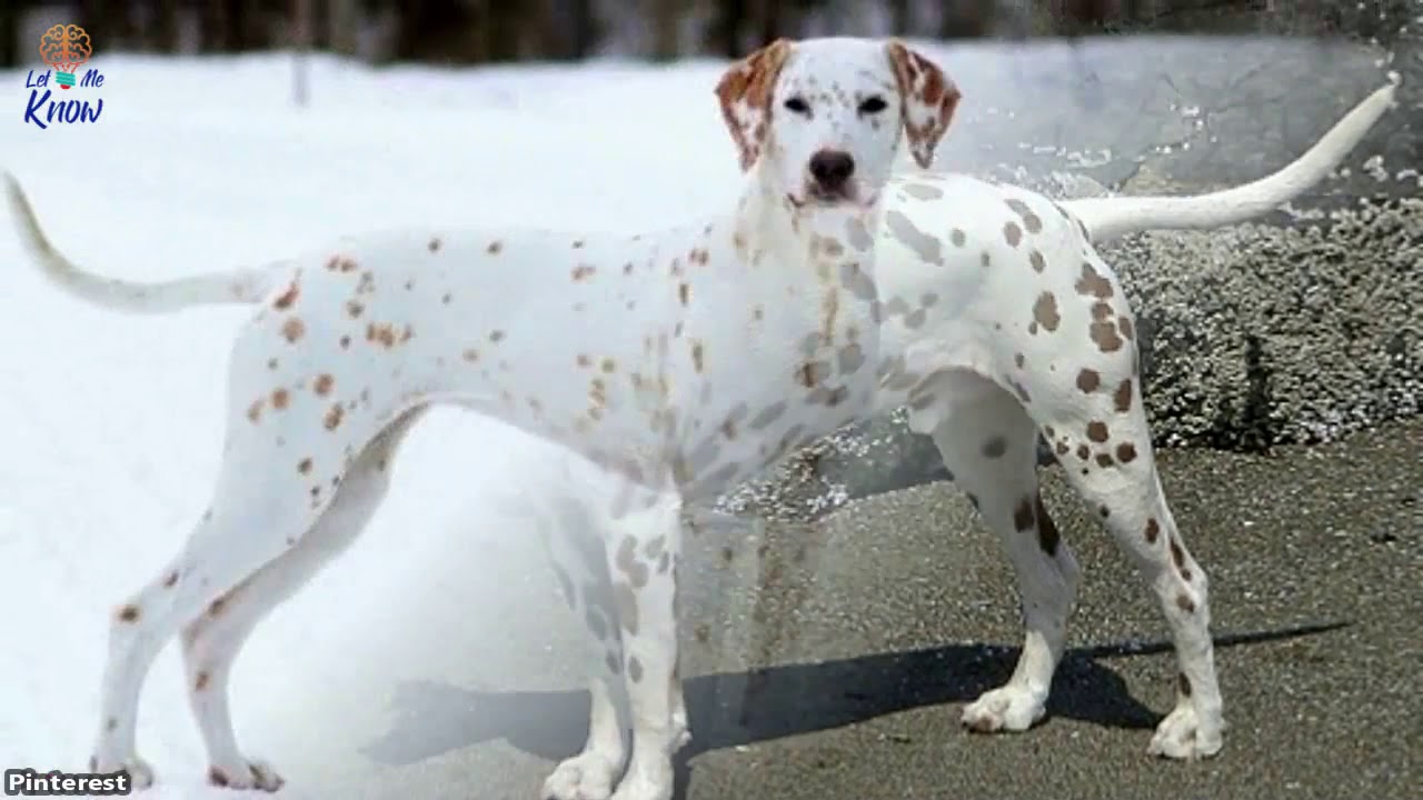 Different Types Of Dalmatians 2025
