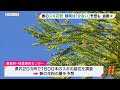 スギ花粉「少ない」予想も油断できず　花粉を減らす　新たな研究も