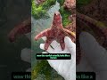 Starfish