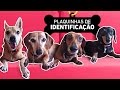 IMPORTÂNCIA DAS PLAQUINHAS DE IDENTIFICAÇÃO