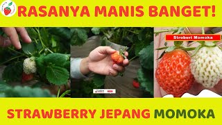 Jenis Strawberry Momoka - Strawberry Jepang