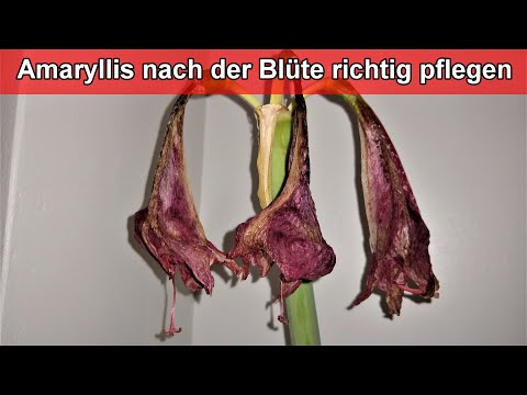 Amaryllis nach der Blüte richtig schneiden – Ritterstern verblüht -  Stiel abschneiden / Wann wie