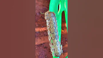 I Found This In My Backyard How Do We Call It 