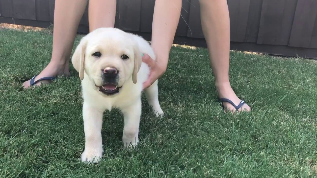 Silver MALE Lab Puppy Temperament Test YouTube