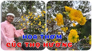 Cây Cúc thọ hương hoa thơm góp mặt tại chợ hoa | 0386569374 - Ngọc Ngân Bến Tre | Chuyên cây độc lạ