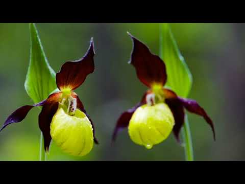 Video: Cele mai rare flori din lume - descriere și fotografie (Top 15)