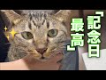 記念日のちゅーるを目の前にしたふくちゃんは・・・?